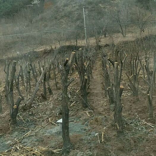 魁栗板栗苗 苗好