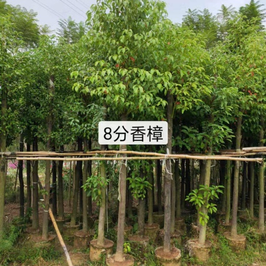 漳州8分香樟树