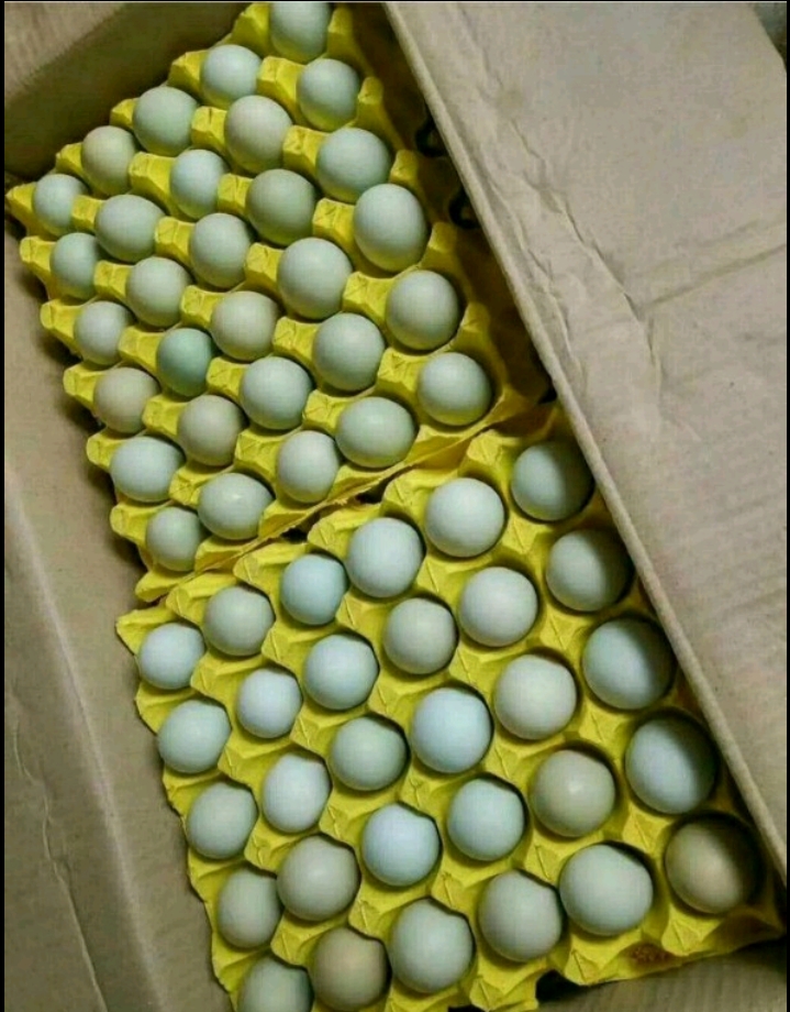 绿壳蛋 中码蛋 食用 箱装