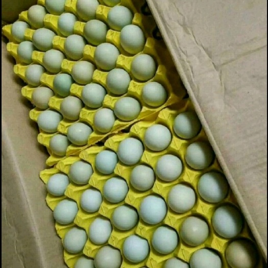 天水绿壳蛋 中码蛋 食用 箱装