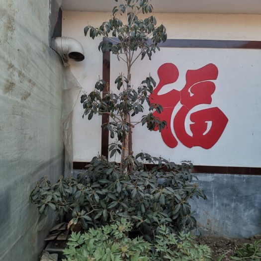 莱州市黄金桂花树
