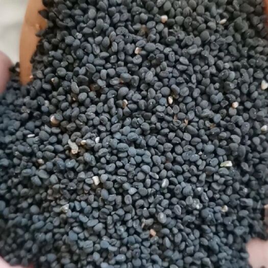 陇西县黄芩种子