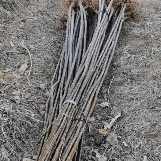 蒙阴县 楸树小苗 2-3公分 10000棵