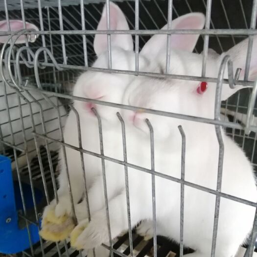 河池伊拉兔 种兔   肉兔   小兔出售