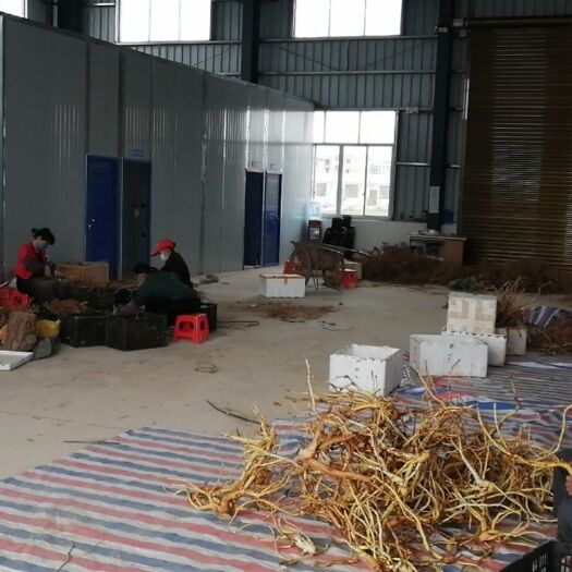 灵山县 五指毛桃产地加工成品苗木五指毛桃圆片小捆小段五叉虎鲜货