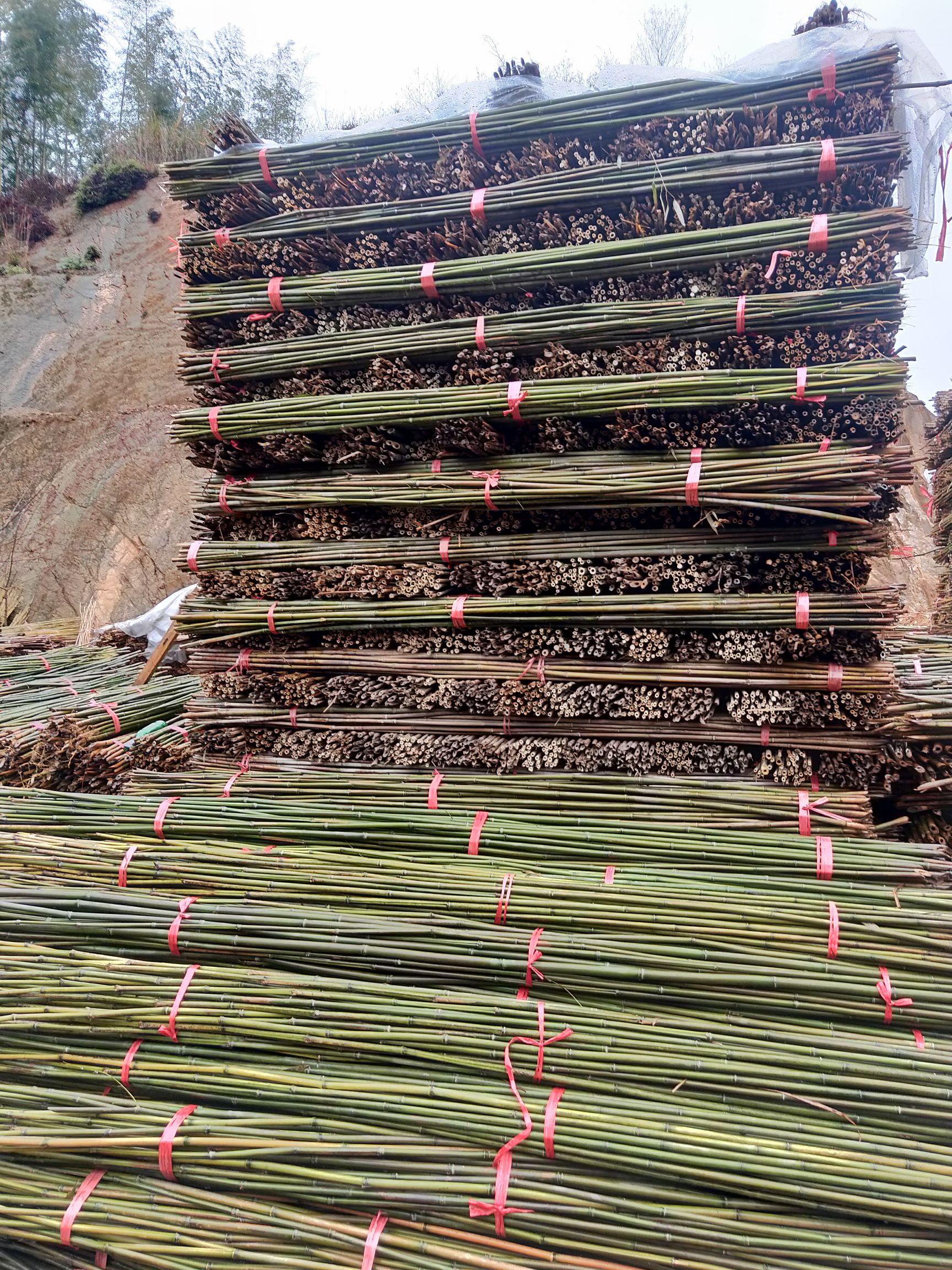  菜架竹供应
