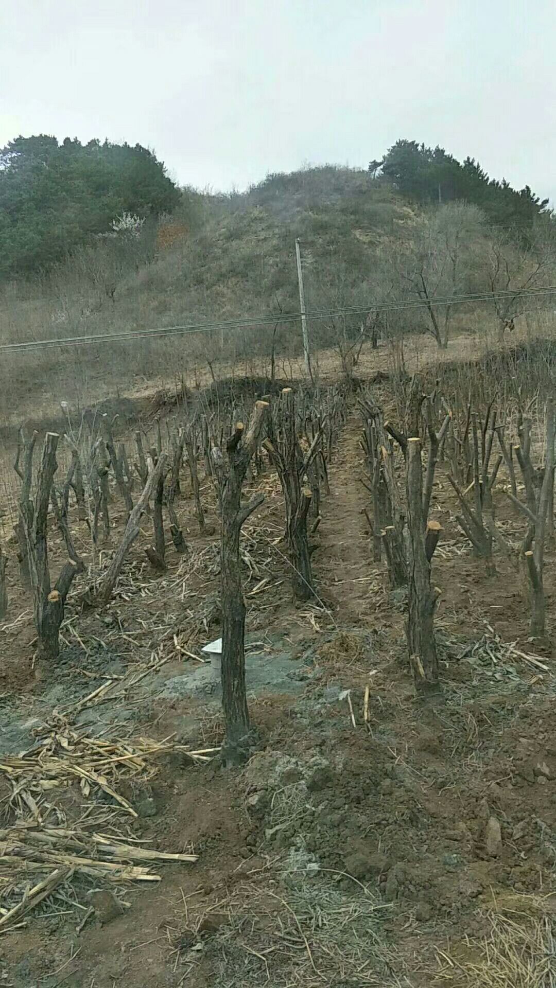 大红袍板栗苗 苗好