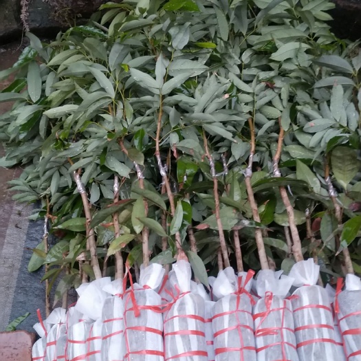 灵山县无核荔枝苗 新品正宗无子荔枝桂味荔枝鸡嘴荔妃子笑原自产地，当年结果