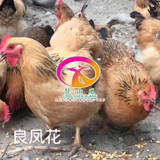 广州 九龙山珍禽 良凤花鸡苗