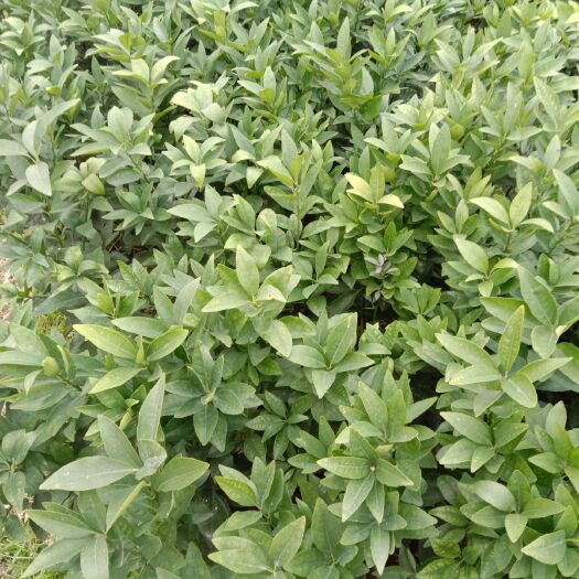 荔浦市091无核沃柑苗 ，假苗包赔，死苗补发