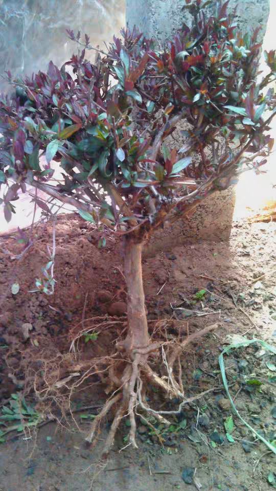 红金银花苗 红色金银花树苗