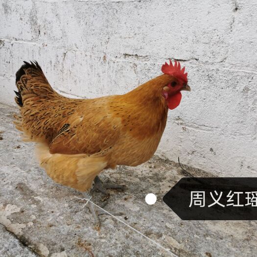 容县 广西容县周义公司，周义红瑶鸡苗