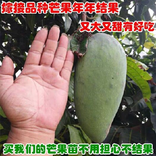 普宁市金煌芒果苗 芒果树苗当年结果南方红象牙台芒贵妃金煌芒特大嫁接苗四季盆栽