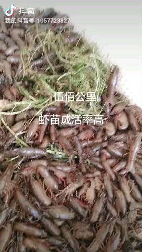 洪湖市洪湖小龙虾 洪湖市深水虾苗质量好，抗病强，成活率高