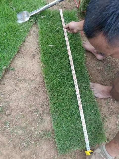 郴州马尼拉草皮 马尼拉草卷