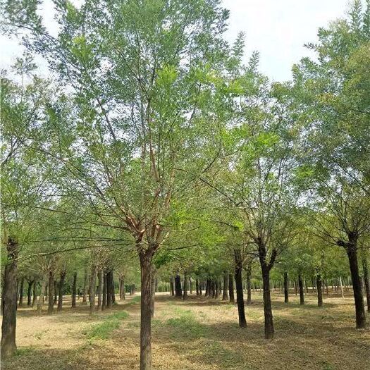 宁县 大量国槐  各种规格   甘肃庆阳  全国发货，超级便宜