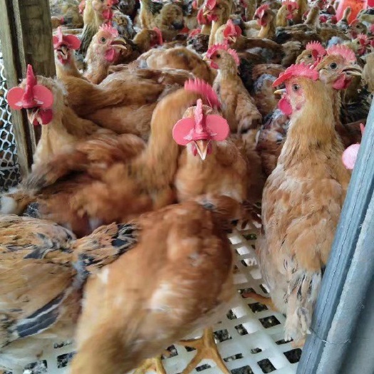 南宁金陵麻鸡苗 快大金陵花