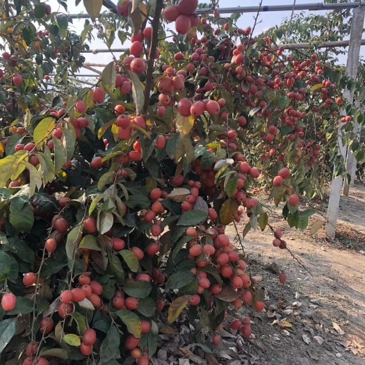 重庆市羊奶果苗 纯甜羊奶果树苗，嫁接苗特大果型德甜二号胡秃子苗。