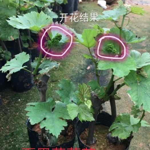灵山县夏黑葡萄苗 夏黑葡萄，口感脆甜，分大小苗