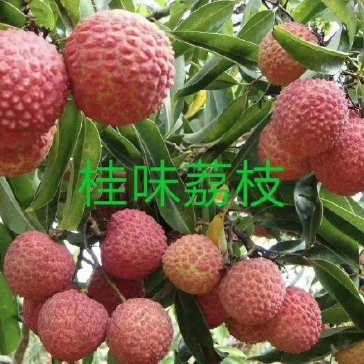 灵山县 桂味荔枝苗
