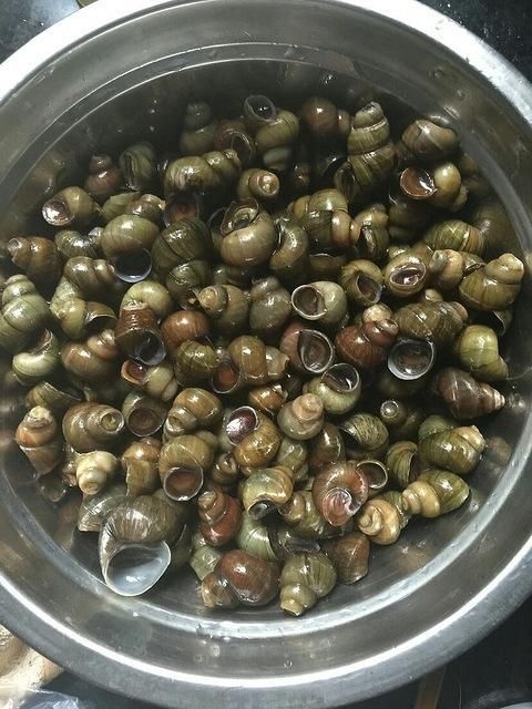 铜陵石螺 淡水人工捕捉螺狮