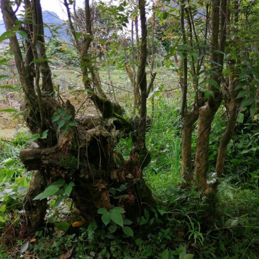 平乐县紫薇树 全部三年以上熟桩