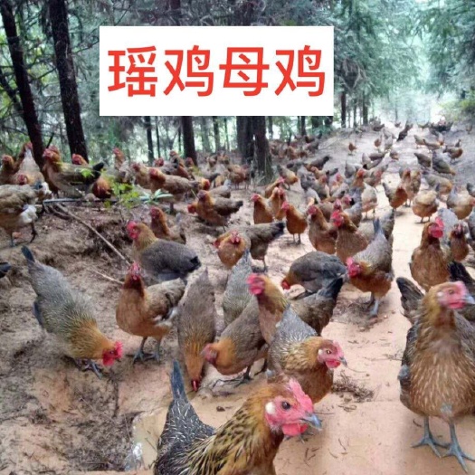 南宁 瑶鸡苗