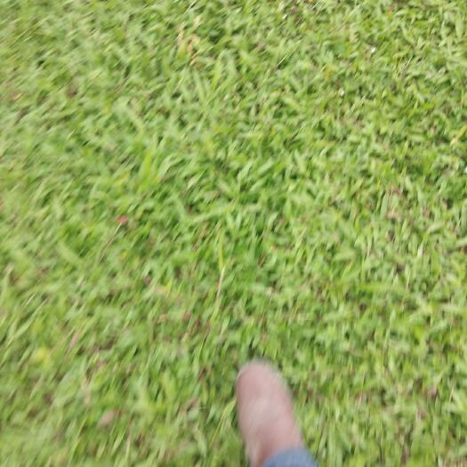 广州大叶油草