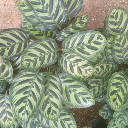 漳平市孔雀竹芋 室内植物