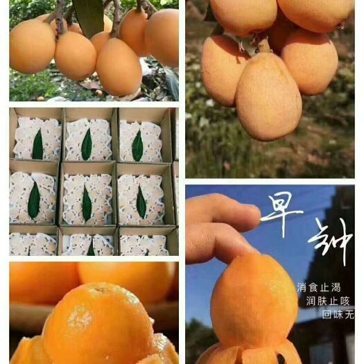 永春县 早钟枇杷大量上市，原产基地欢迎咨询下单