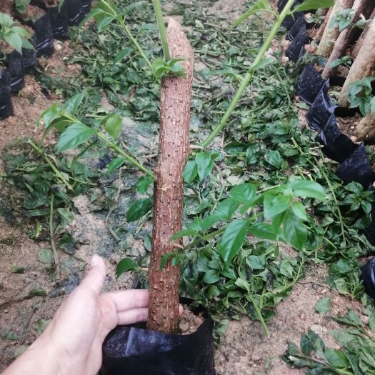 漳州云南紫三角梅 0.2~0.5米