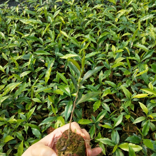 化州市沉香苗 沉香小苗