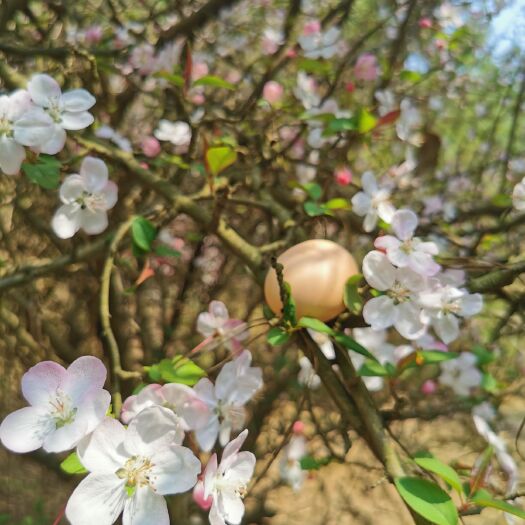 宣城 正宗皖南散养山地鸡蛋