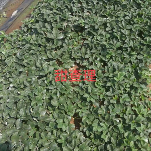 海阳市脱毒草莓苗 真正脱毒种苗