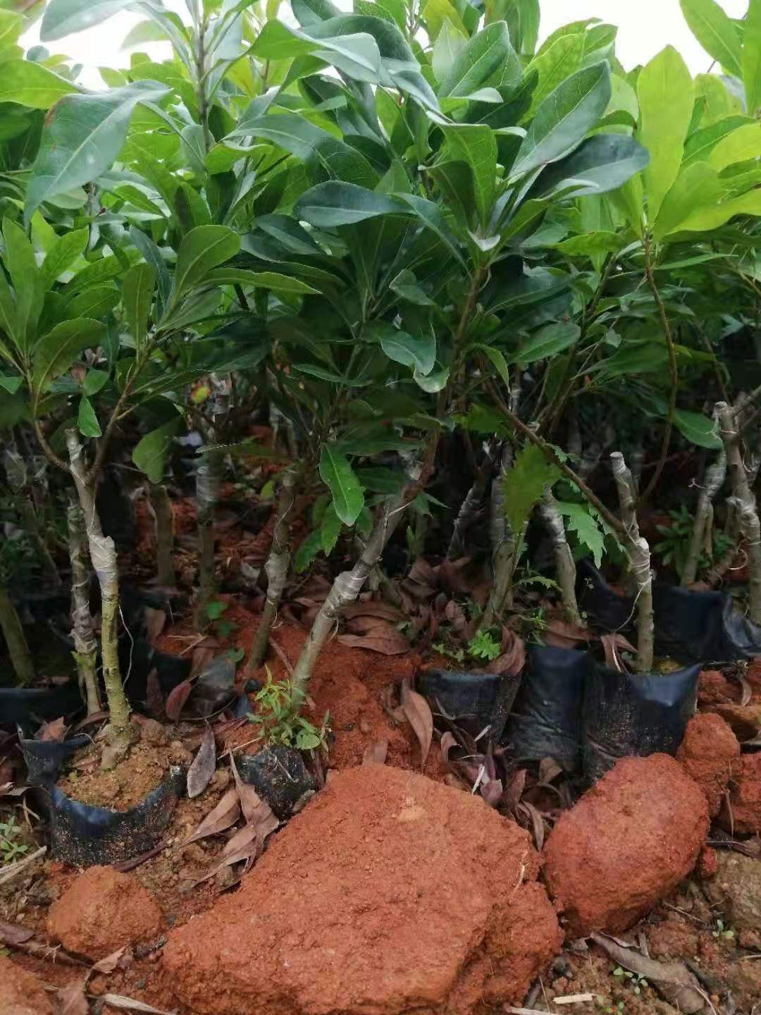 大黑炭杨梅树苗  特大果南北可种东魁杨梅纯甜嫁接苗