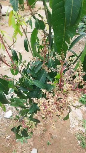 灵山县 金煌芒果苗带花发货