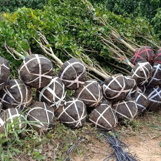 荔浦市 大量供应2-5公分茶花