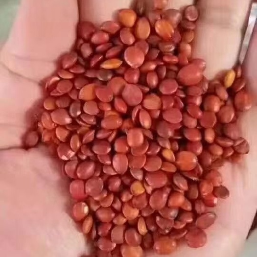 绛县酸枣仁 枣仁籽