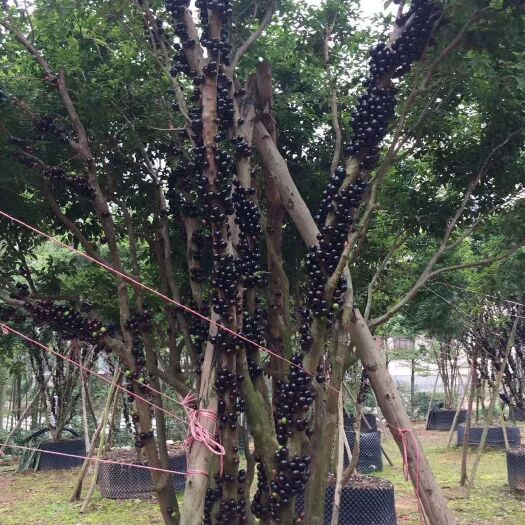 灵山县嘉宝果苗别称树葡萄
