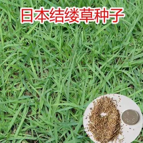 沭阳县黑麦草种子 草坪种子 日本结缕草草籽 细叶结缕草种子 沟叶结缕草种子