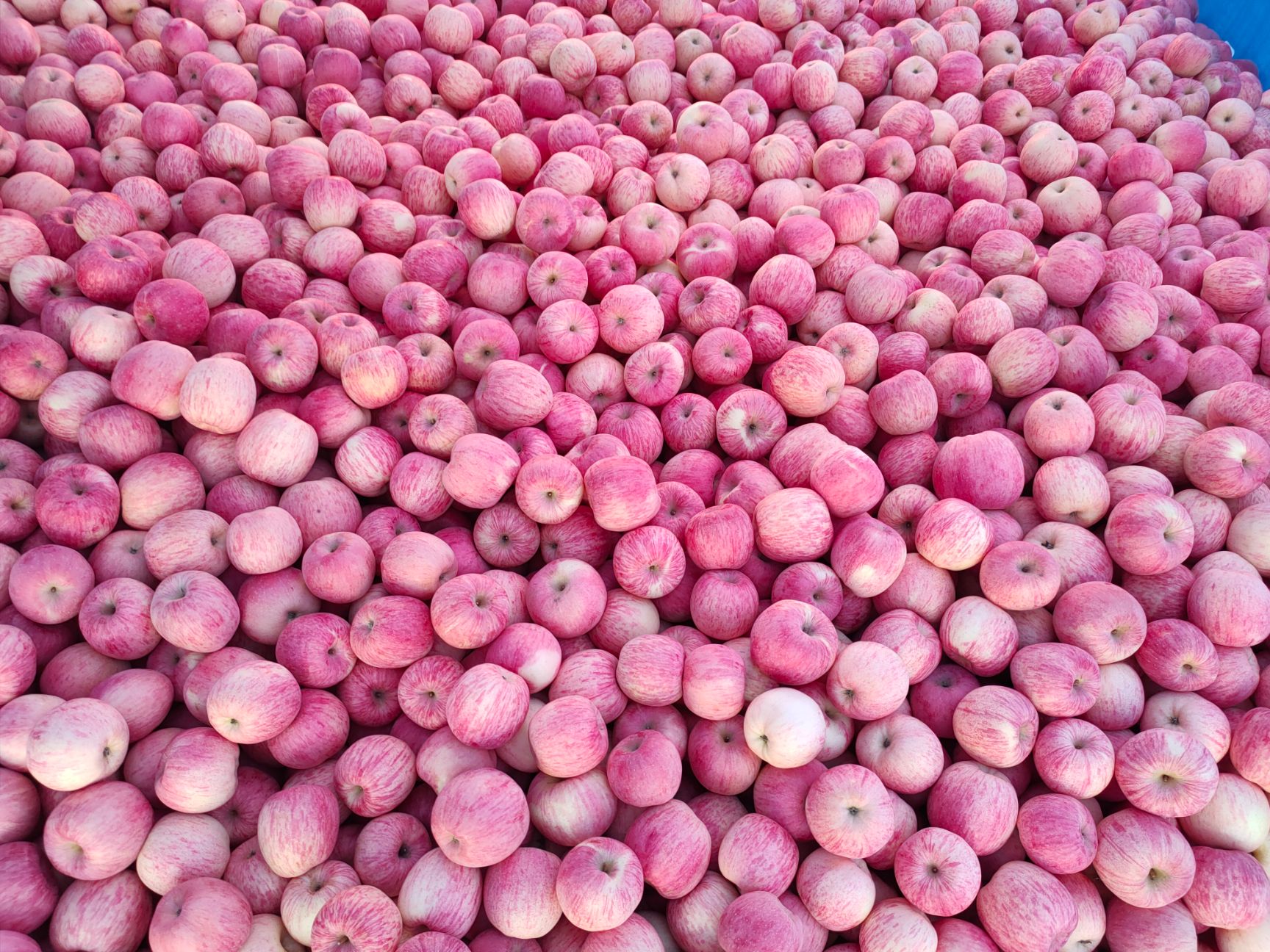 静宁苹果  静宁红富士苹果色泽鲜艳  口感脆甜  果面干净   亮度好