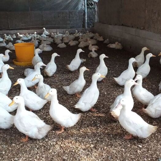 全州县桂林全州大白鸭旱鸭均重7-8斤 日龄45天左右全年供应