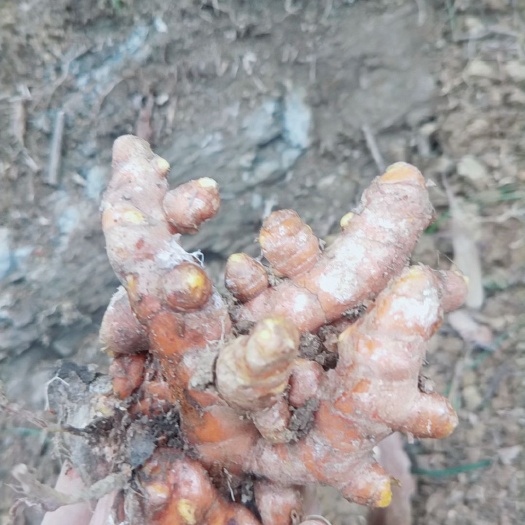 贞丰县 生新鲜姜黄