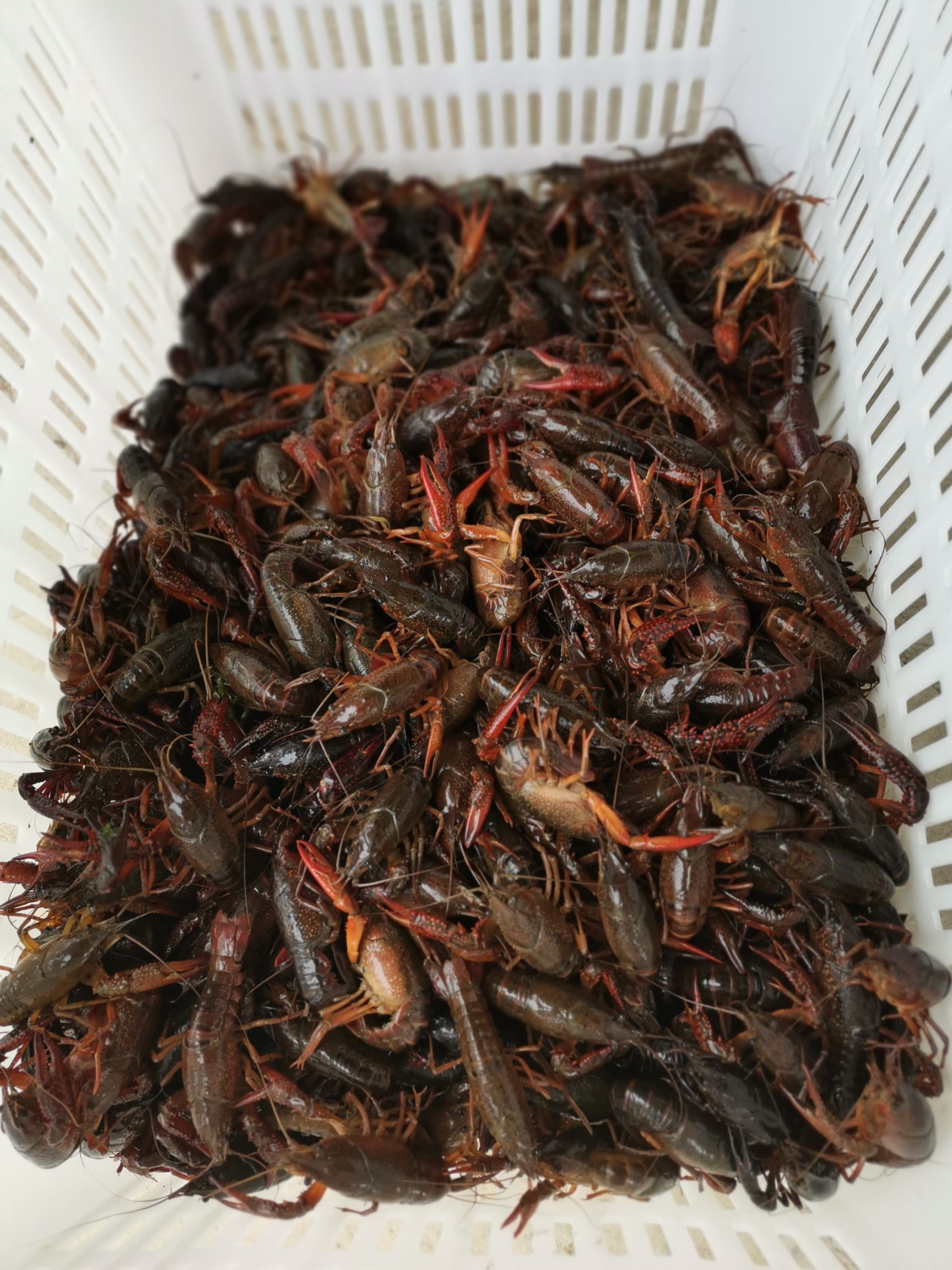  岳阳小龙虾，洞庭湖小龙虾，养殖基地直供，可长期合作！