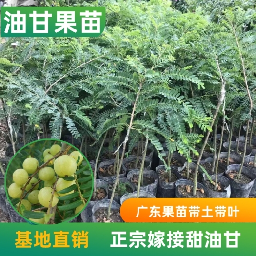 普宁市余甘果苗 新品种特大甜油甘果苗 水果树苗 余甘子四季二季开花二季结果