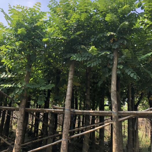  普宁出售火焰木 8-15公分截杆袋苗 冠幅1-2米