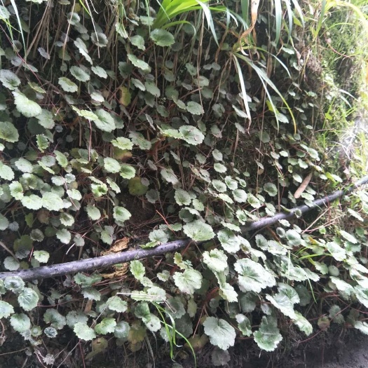 重庆市 鲜虎耳草