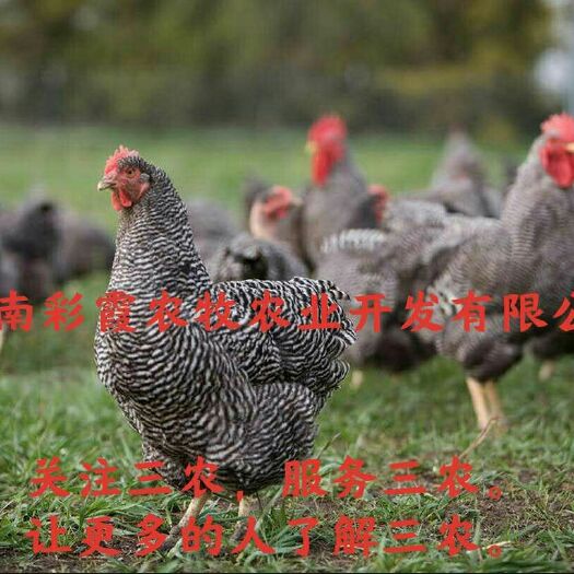 长沙 黑芦花苗-快大黑芦花苗-芦花鸡苗