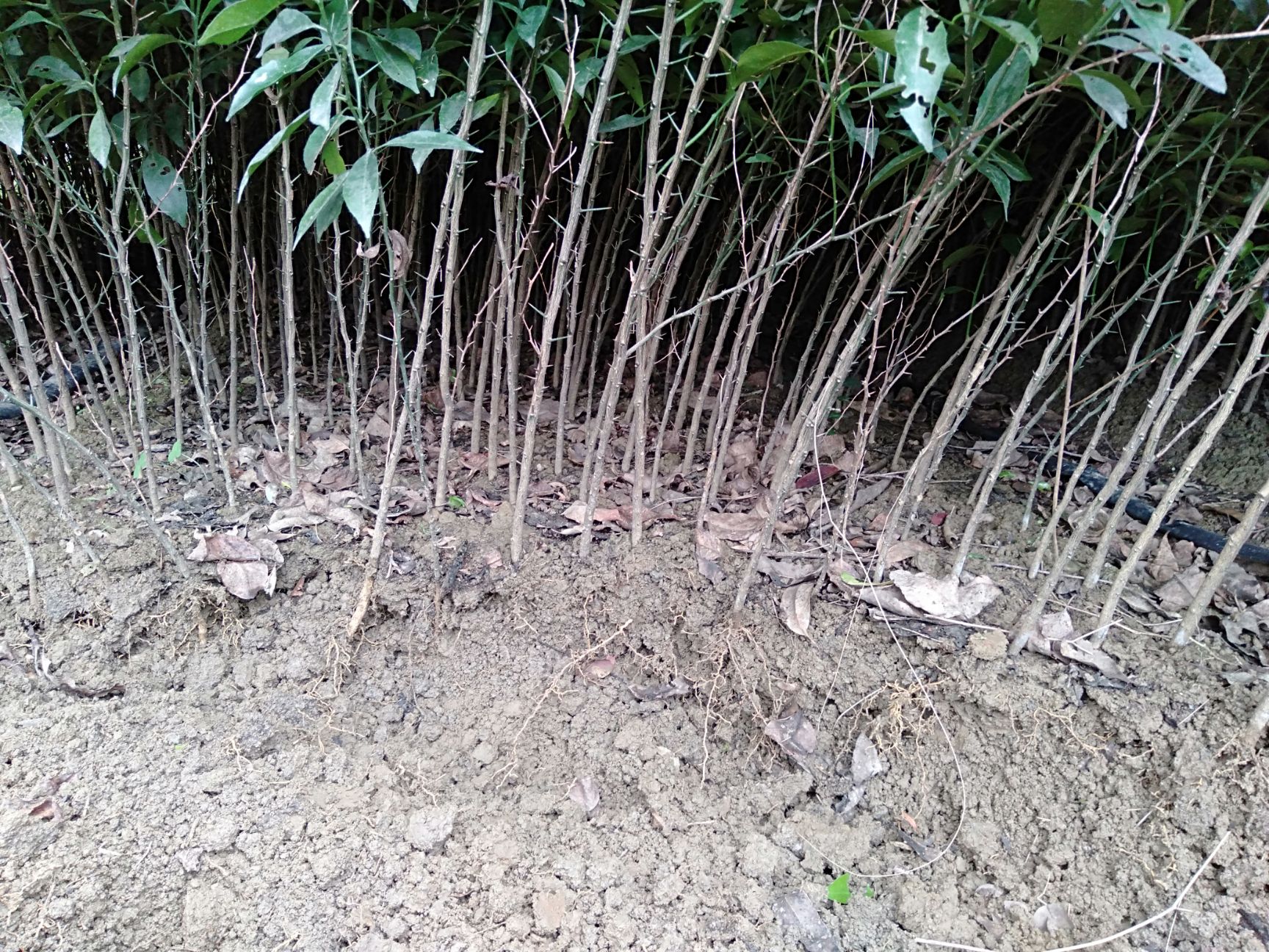 酸柑苗，大苗。地径0.5以上起苗。