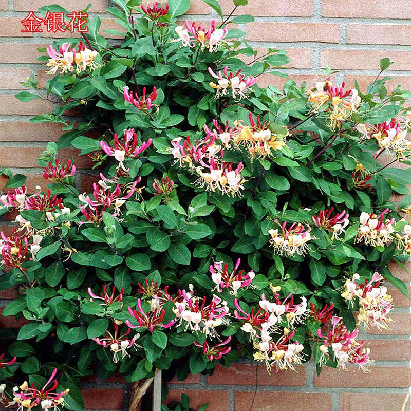 红金银花苗 红色金银花树苗